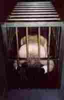 caged slave